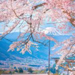 Mount Fuji with cherry blossoms in Japan