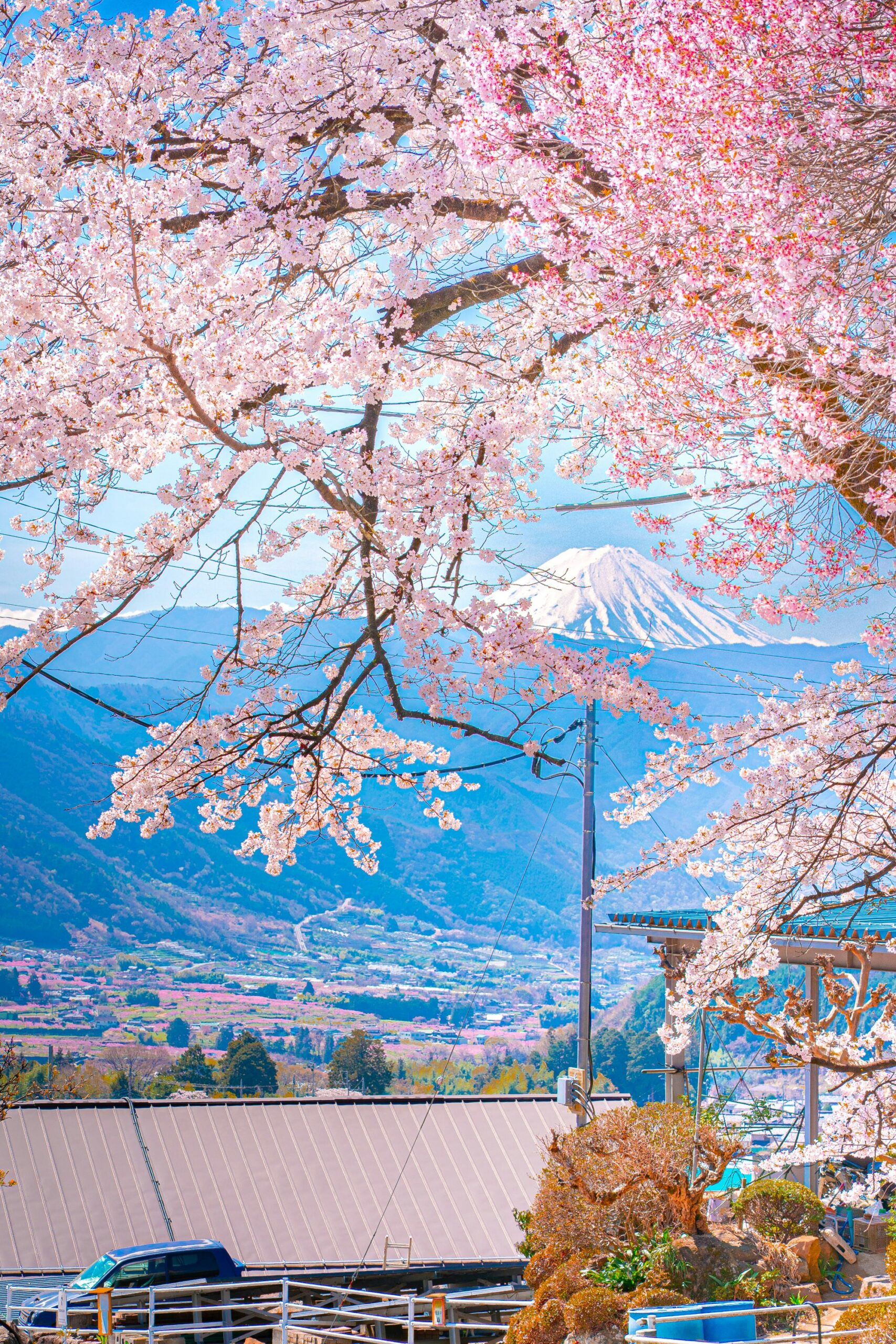 Mount Fuji with cherry blossoms in Japan